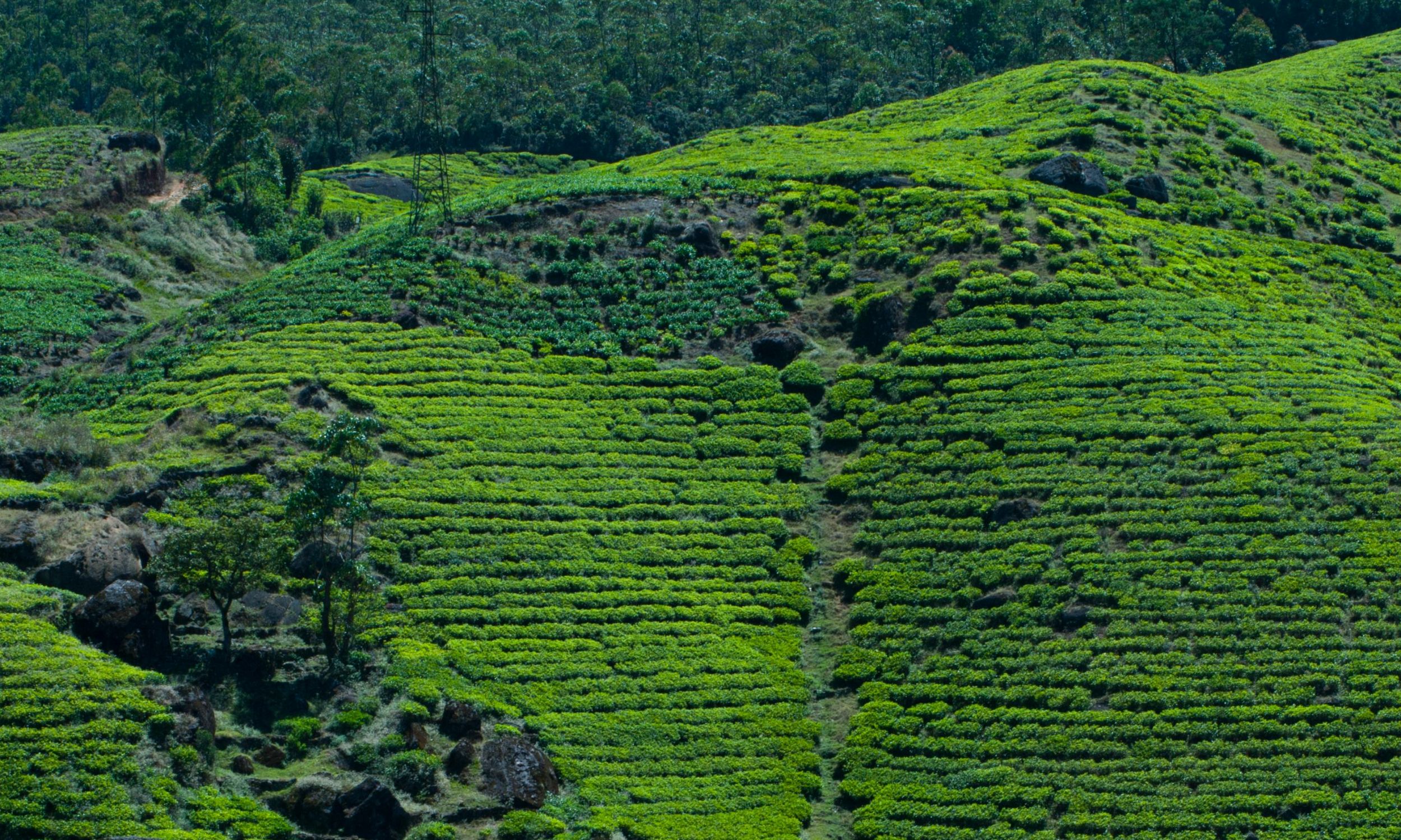 Sri Lanka